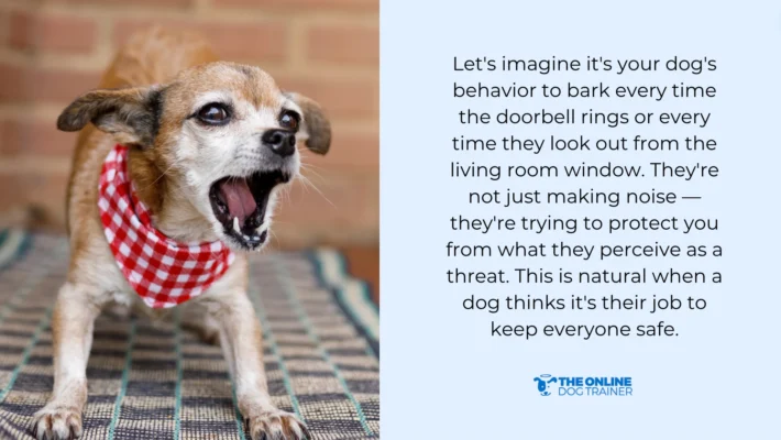 How to Train Dog Not to Bark at Other Dogs: Expert Tips