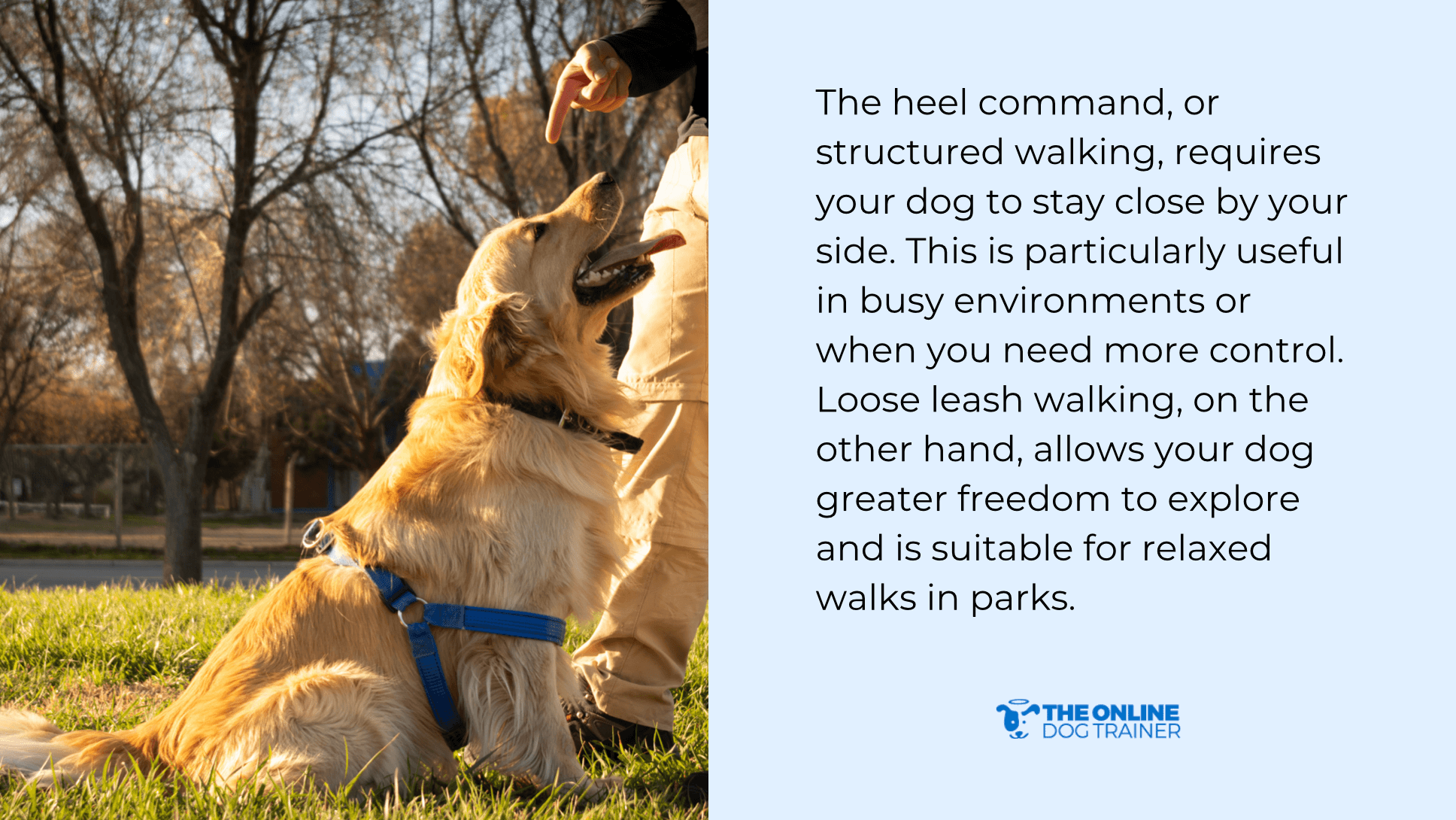 heel training for dogs