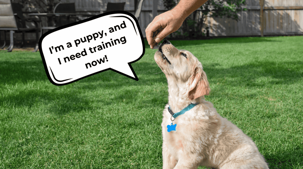 what is the first thing you should train your puppy