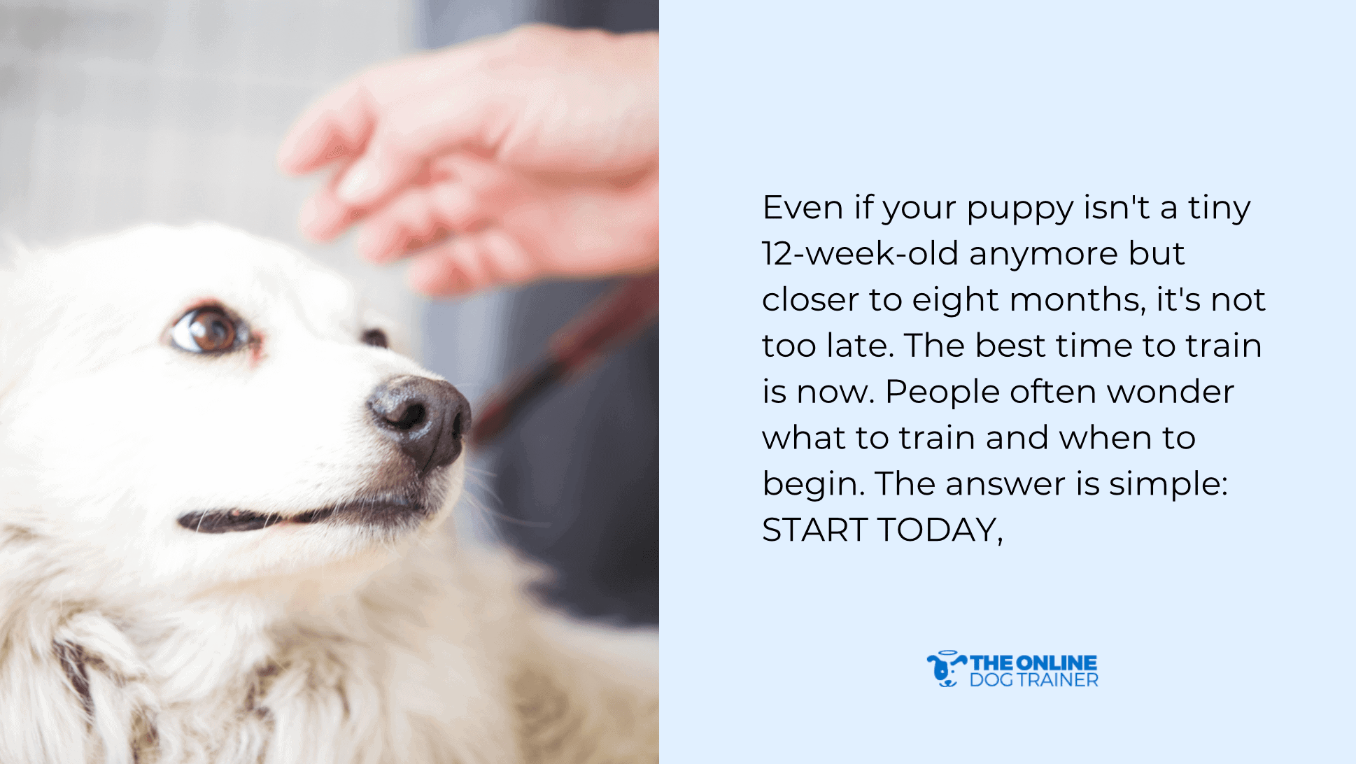 Puppy training tips from professional trainer