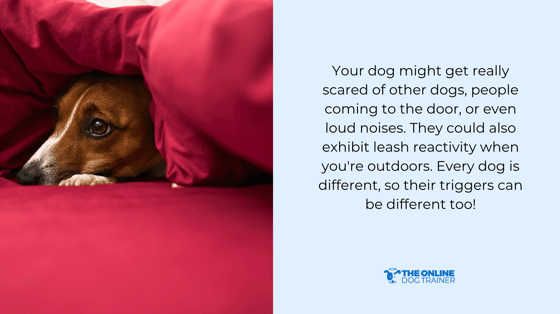 how to solve pet reactivity