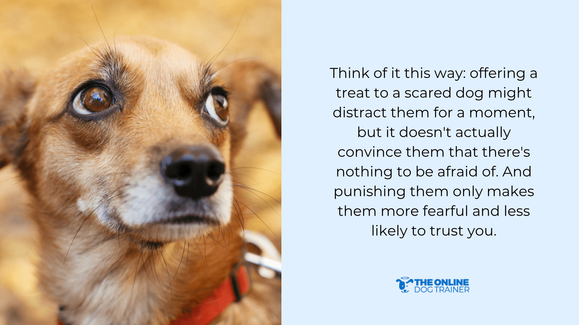 dog reactivity while walking