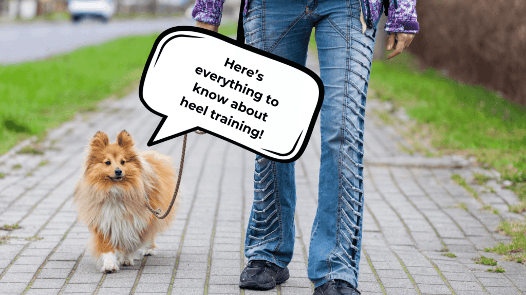 WHAT DOES HEEL MEAN IN DOG TRAINING