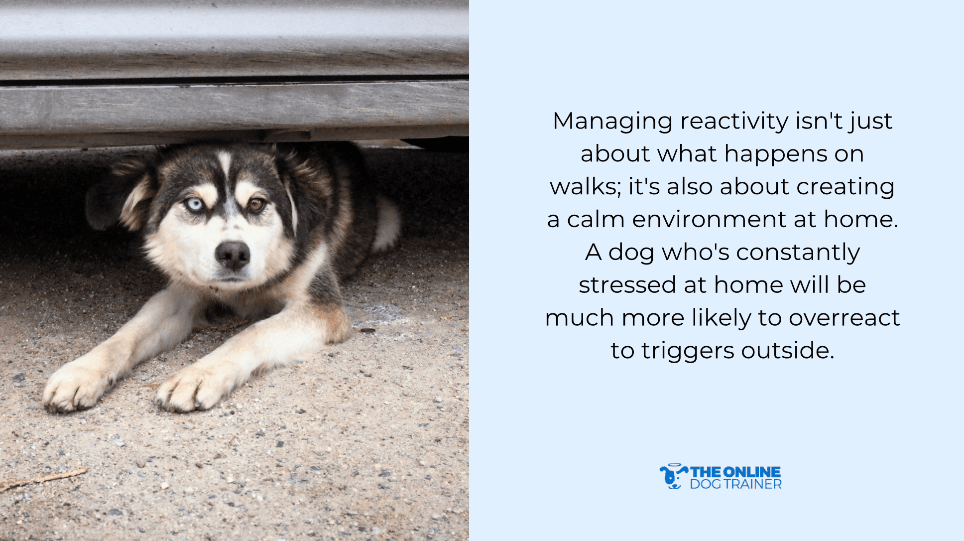 how to help reactive dogs with dog reactivity chart