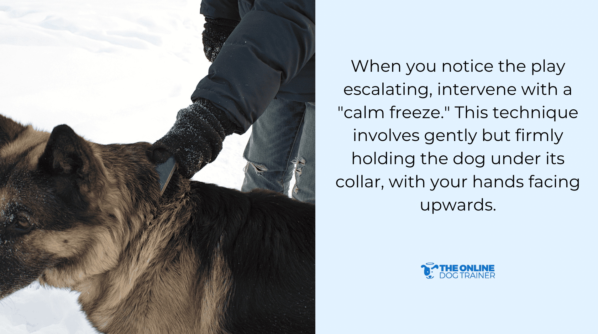 calm freeze for dogs