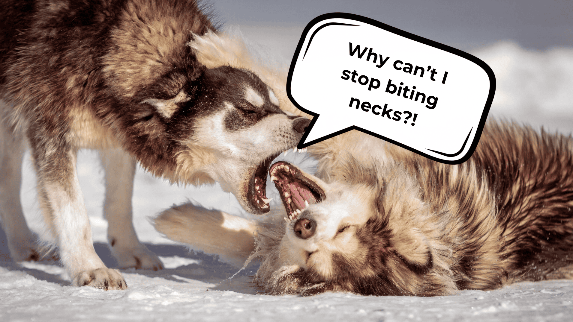 dog biting other dogs neck