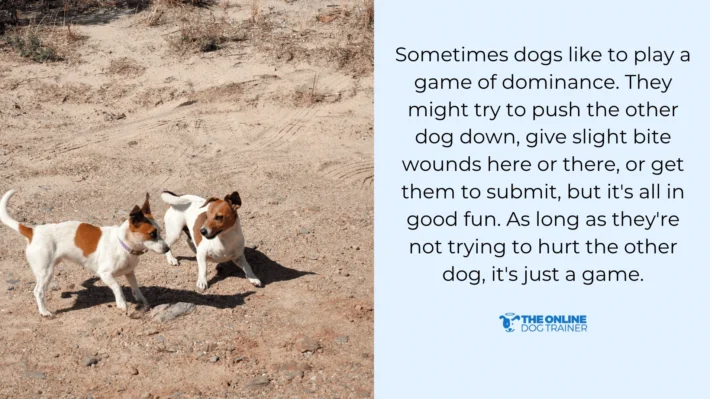 dog aggression newborn puppies