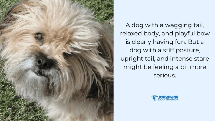 dog nibbling other animals showing affection