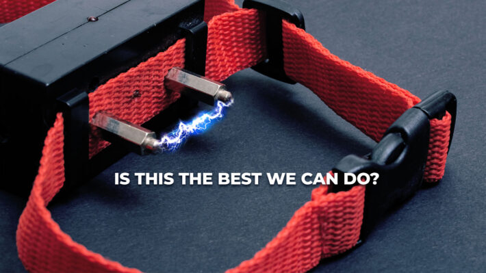 is doggy dan worth it