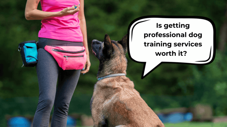 the cost of professional dog training