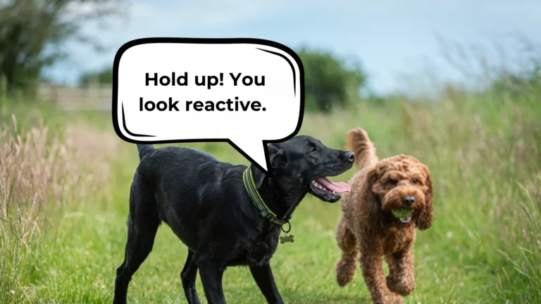 How to introduce dogs when one is reactive