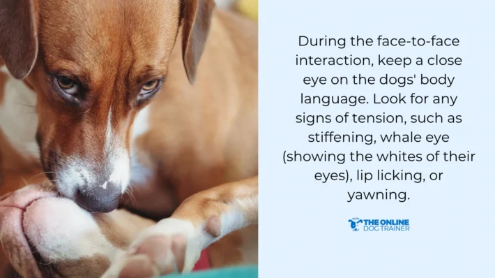 what to look for when introducing dogs when one is reactive