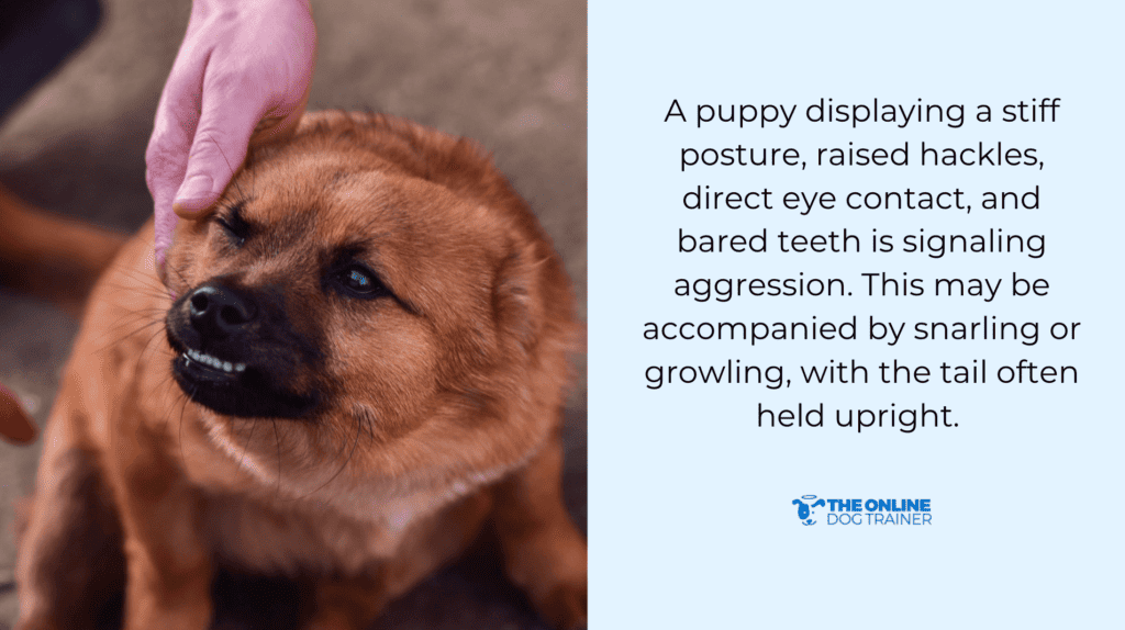 Photo inspiration: Visual Reference: Why Does My Puppy Bark At Me Playfulness Vs Aggression