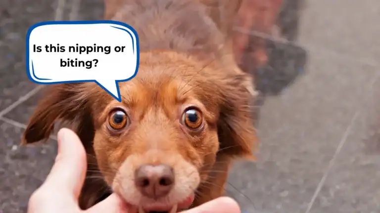 dog nip vs bite