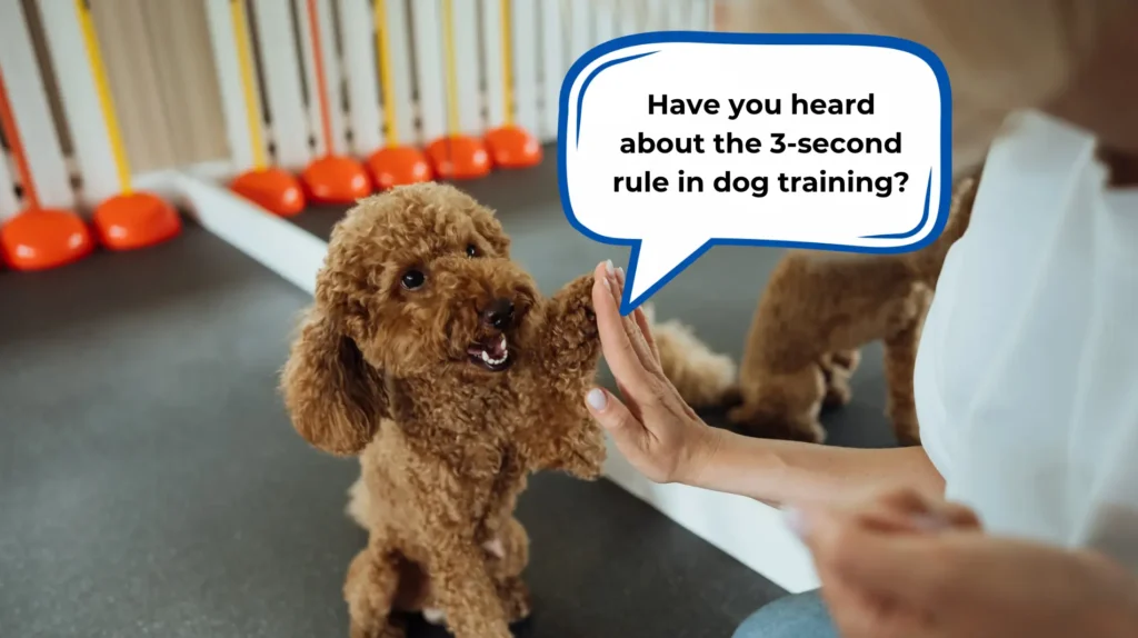 What is the 3-Second Rule in Dog Training