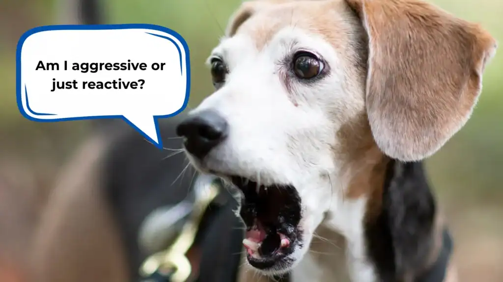 difference between reactive and aggressive dog