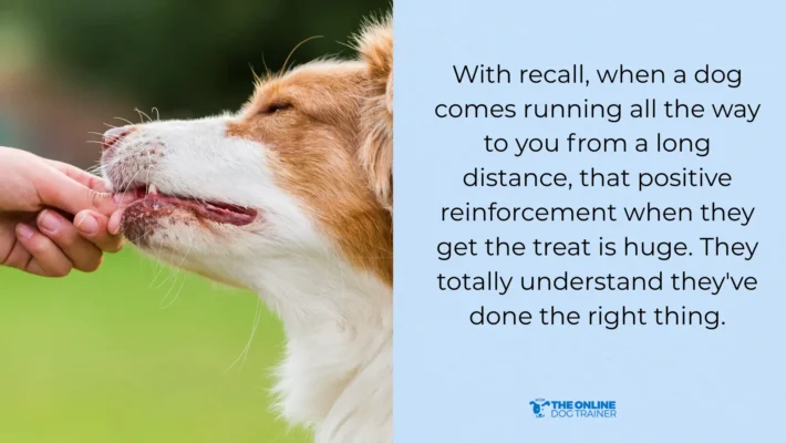 dog recall training