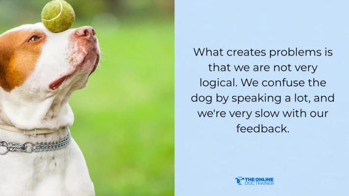 three second rule dog training