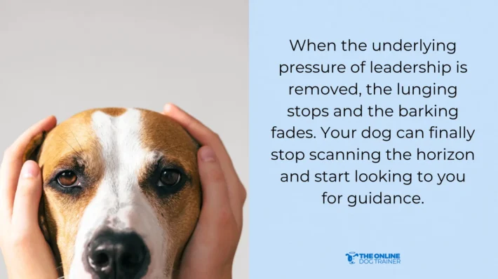 doggy dan dog calming code