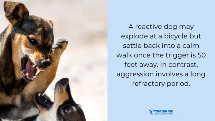 dogs aggression towards other animals