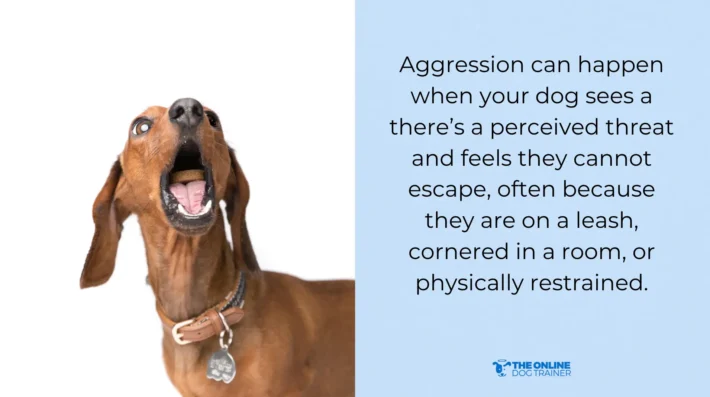 leash reactive dogs can turn aggressive