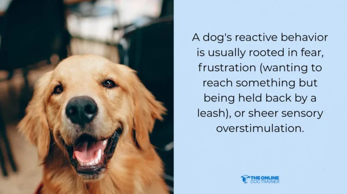 leash reactivity dogs