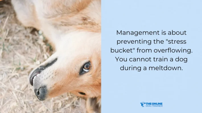 positive reinforcement dogs