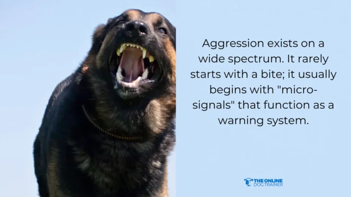 understanding dog's triggers