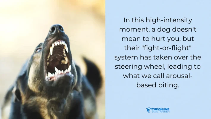 dog overstimulation biting