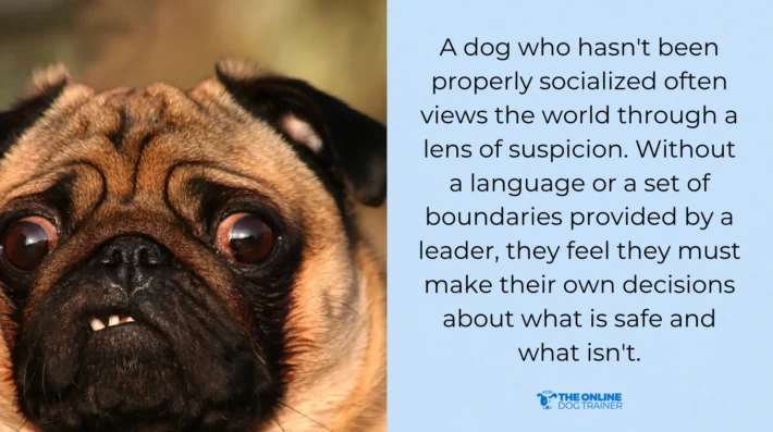 dog socialization training for biting