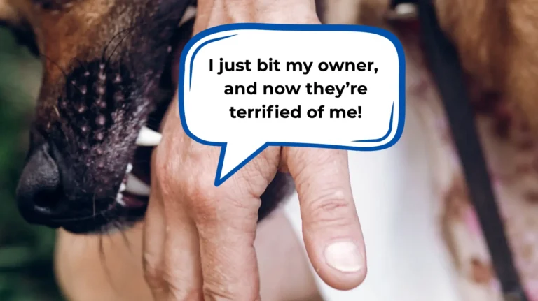 my dog bit me and now i'm scared of him