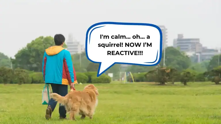 reactive dog training