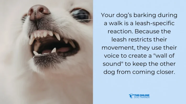 Common Behaviors of A Dog With Leash Reactivity