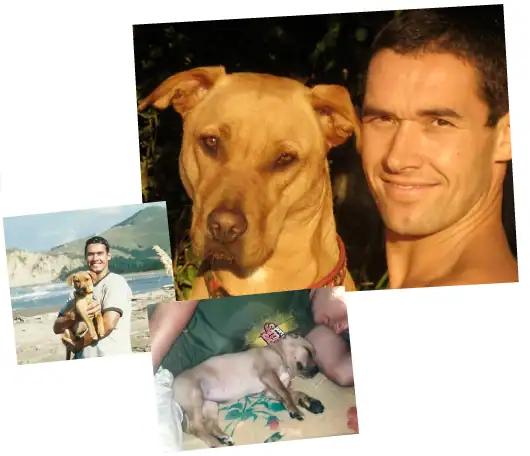 dog training program doggy dan