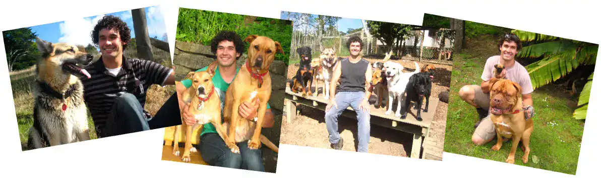 dog training program doggy dan