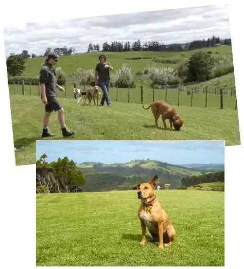 dog training program doggy dan