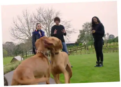 dog training program doggy dan