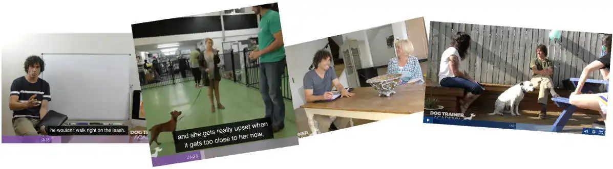 dog training program doggy dan