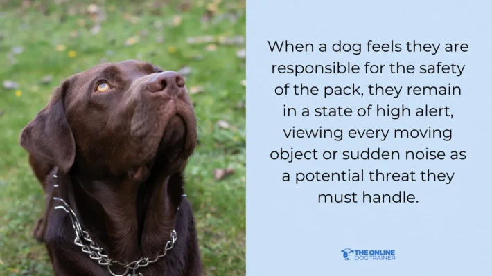 Doggy Dan Dog Calming Code