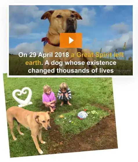 dog training program doggy dan