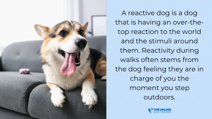 certified professional dog trainer for reactive dogs