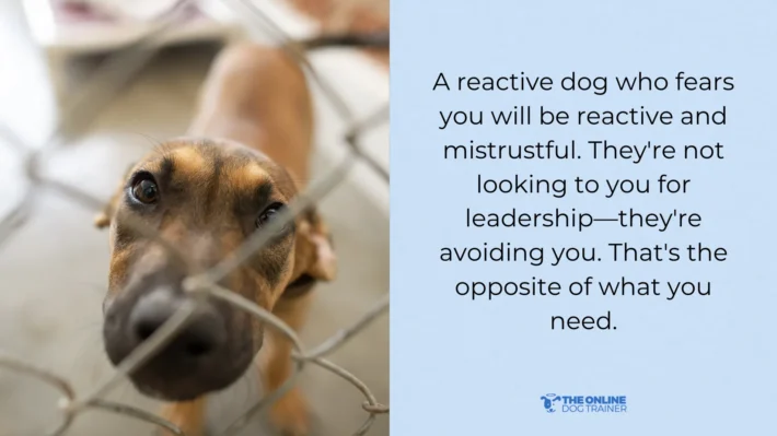 does fear cause dog reactivity