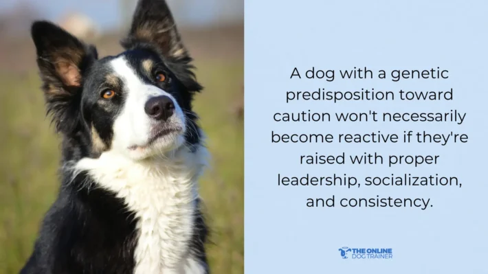 does genetics cause reactivity