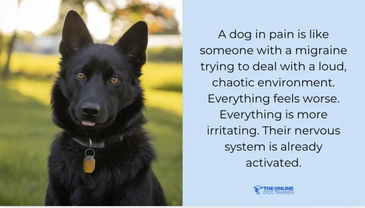 does pain cause dog reactivity