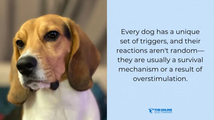 dog park triggers reactivity