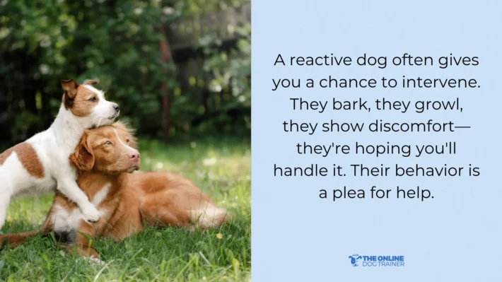  dog reactivity vs dog aggression