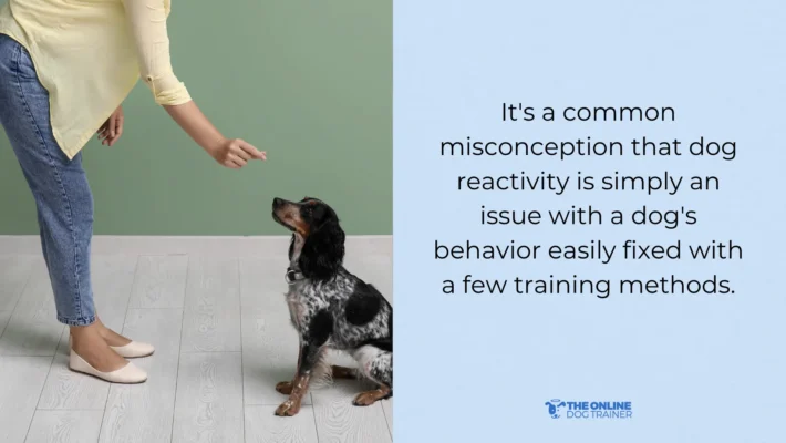 dog trainer for reactive dogs