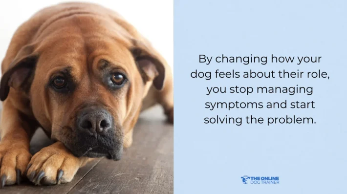 how to train reactive dogs