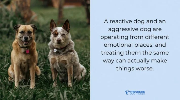 is dog reactivity same as dog aggression