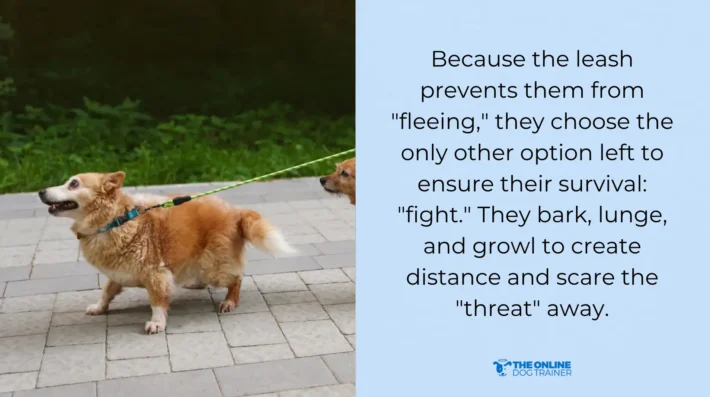 professional trainers for reactive dogs